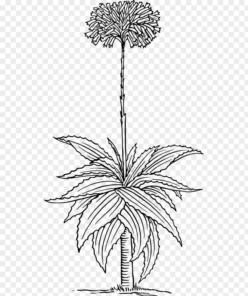 Aloe Plant Vera Clip Art PNG