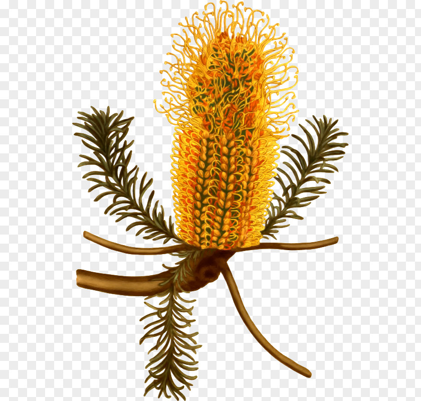 Australia Banksia Ericifolia Serrata Botany Botanical Illustration PNG