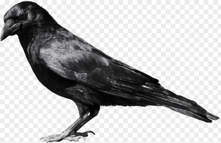 Crow Image Crows Clip Art PNG