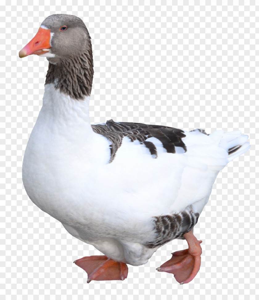 Gray Goose Duck Domestic Greylag Bird PNG