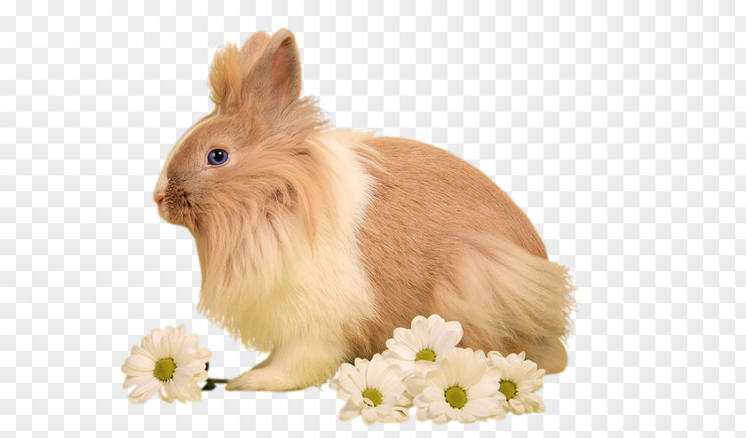 Rabbit Domestic Hare Image PNG