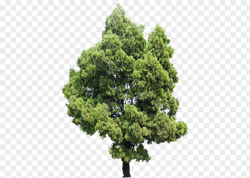 Tree Evergreen Ash Shrub PNG