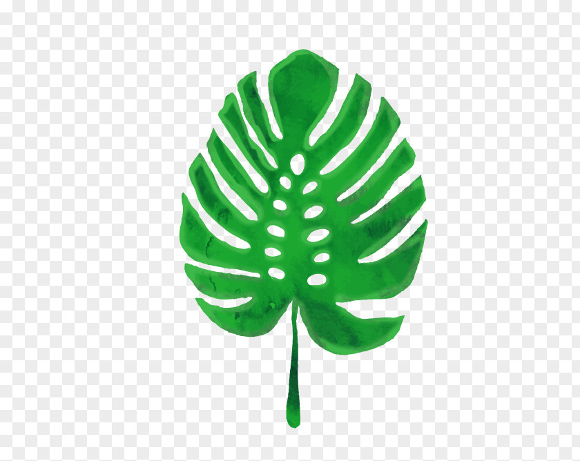 Banana Leaves Swiss Cheese Plant Leaf Euclidean Vector Green PNG