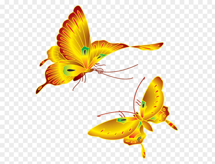 Butterfly Insect Wing 2M Fish PNG