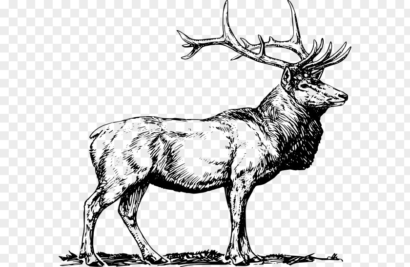 Cartoon Elk Deer Moose Clip Art PNG