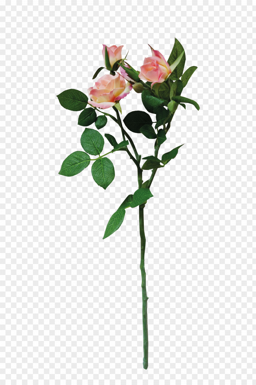 Chinese Rose PNG