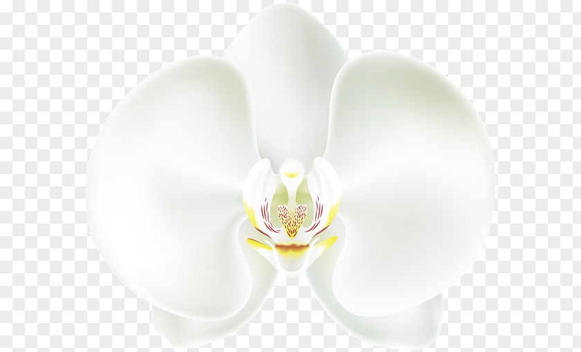 White Orchid Chocolate Biscuit Clip Art PNG