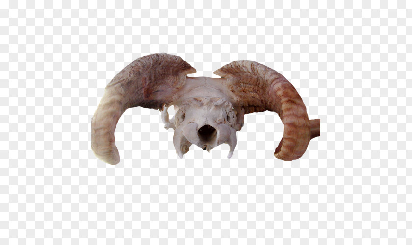 Claw Sheepshead Sheep Animal Skulls Head PNG