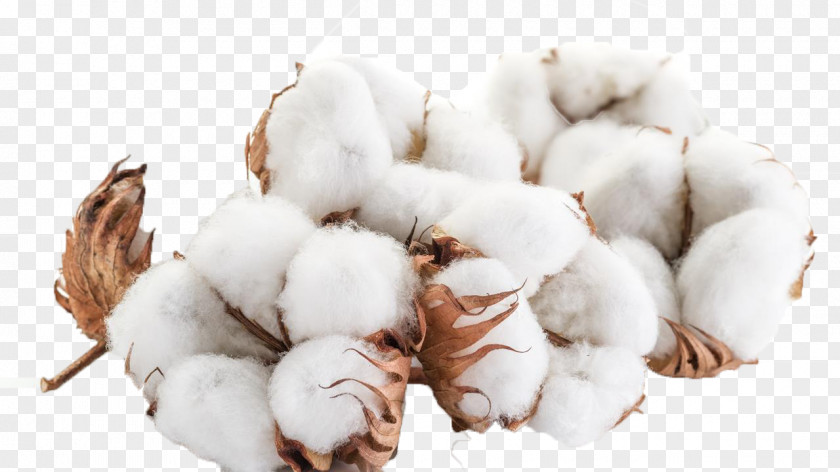 Cotton Branches Fiber Candle Wick Agriculture Paper PNG
