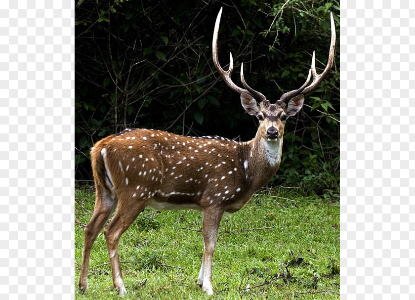 Deer Roe White-tailed Chital Hunting PNG