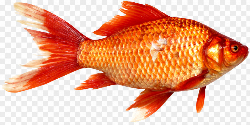 Fish Goldfish Prussian Carp As Food PNG