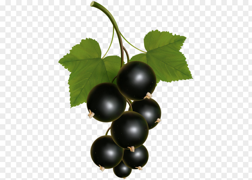 Grape Blackcurrant Zante Currant Redcurrant Clip Art PNG