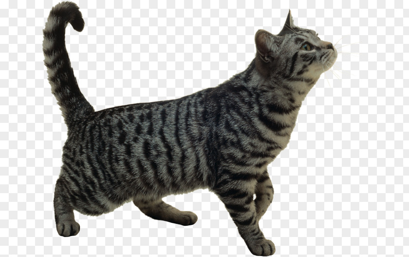Kitten Turkish Angora Van Maine Coon Persian Cat PNG