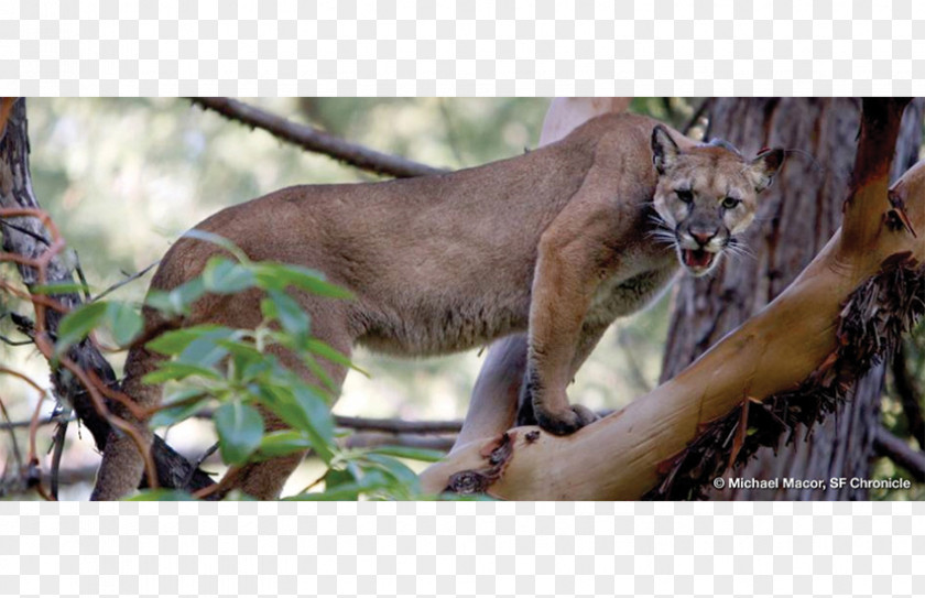 Mountain Tree Cougar Lion Felidae Cat Tiger PNG