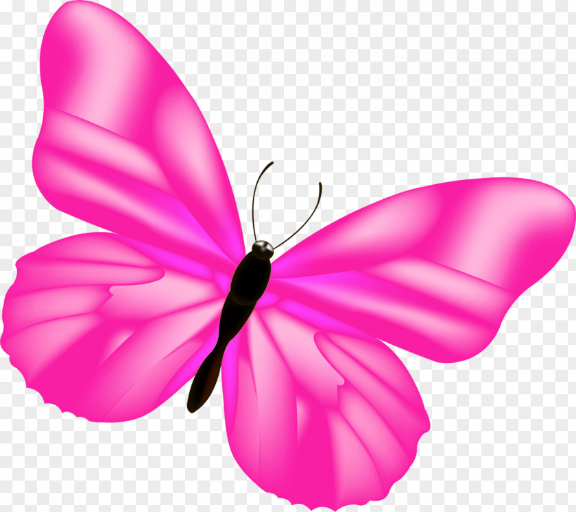 Pink Butterfly Birthday Author Galactic Waltz Pin PNG