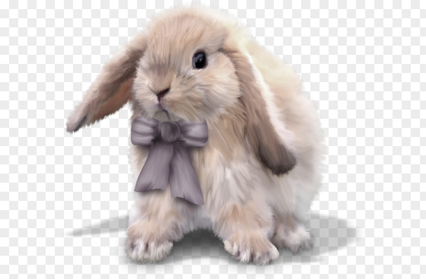 Rabbit Domestic Easter Bunny European Leporids PNG
