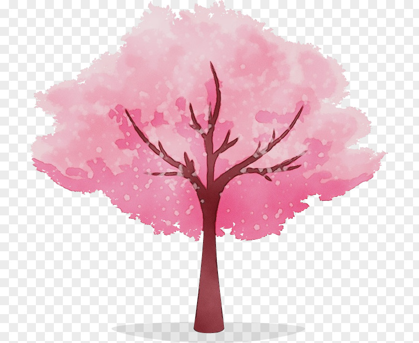 Cherry Blossom PNG