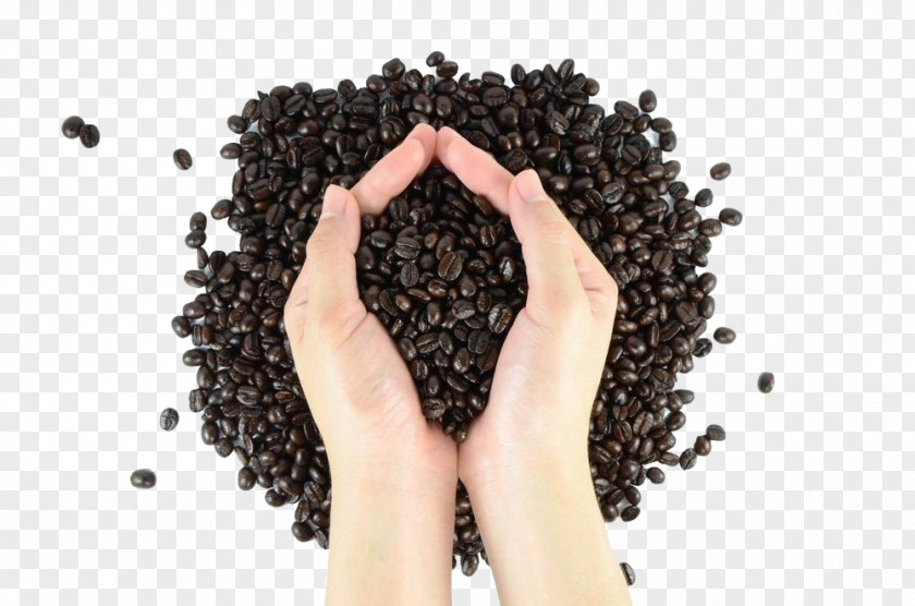Holding Coffee Beans Bean Arabica PNG