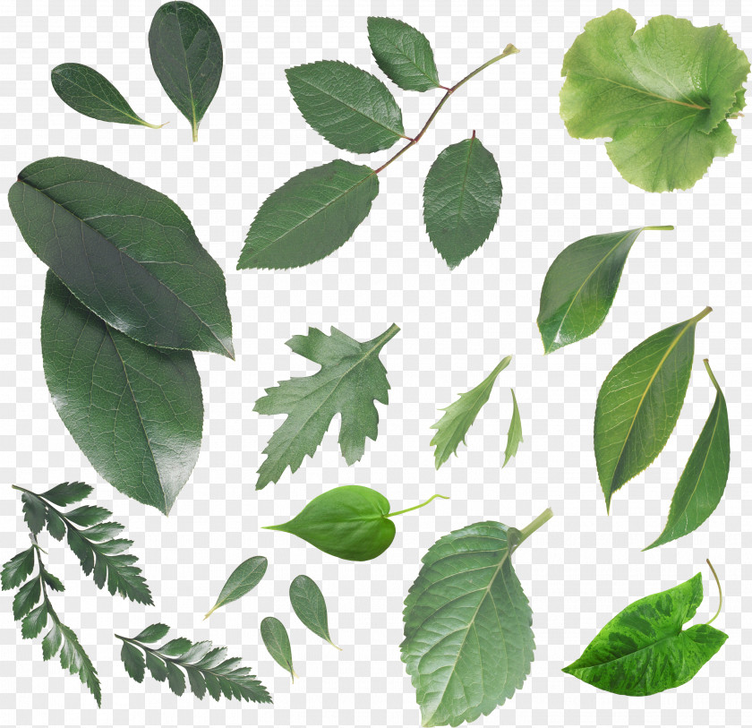 Leaf Branch Clip Art PNG