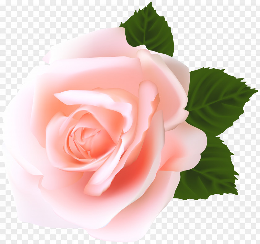 Rose Clip Art Image Pink PNG