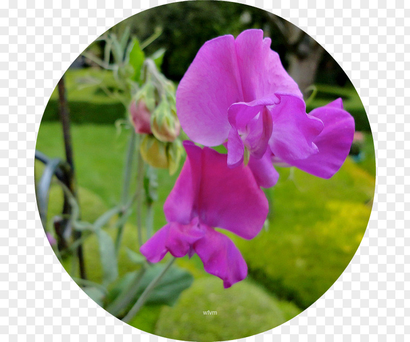 Throwing Hydrangea Sweet Pea Pink M Annual Plant Cattleya Orchids Violet PNG