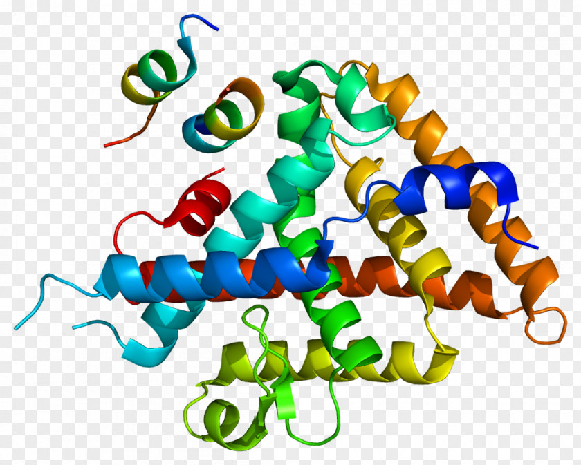 Transcription Factor Liver Receptor Homolog-1 Amylase Lipase Wikipedia Protein PNG