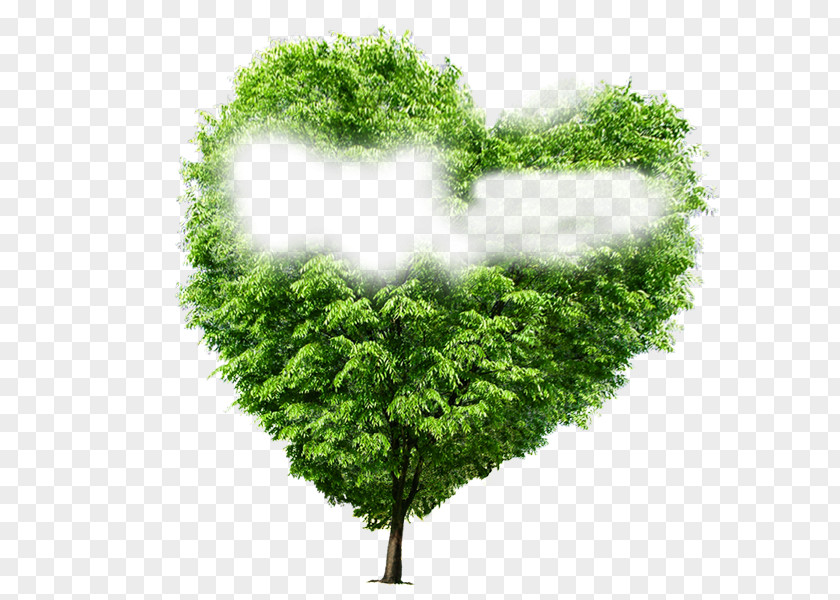 Tree Poster Ecology PNG
