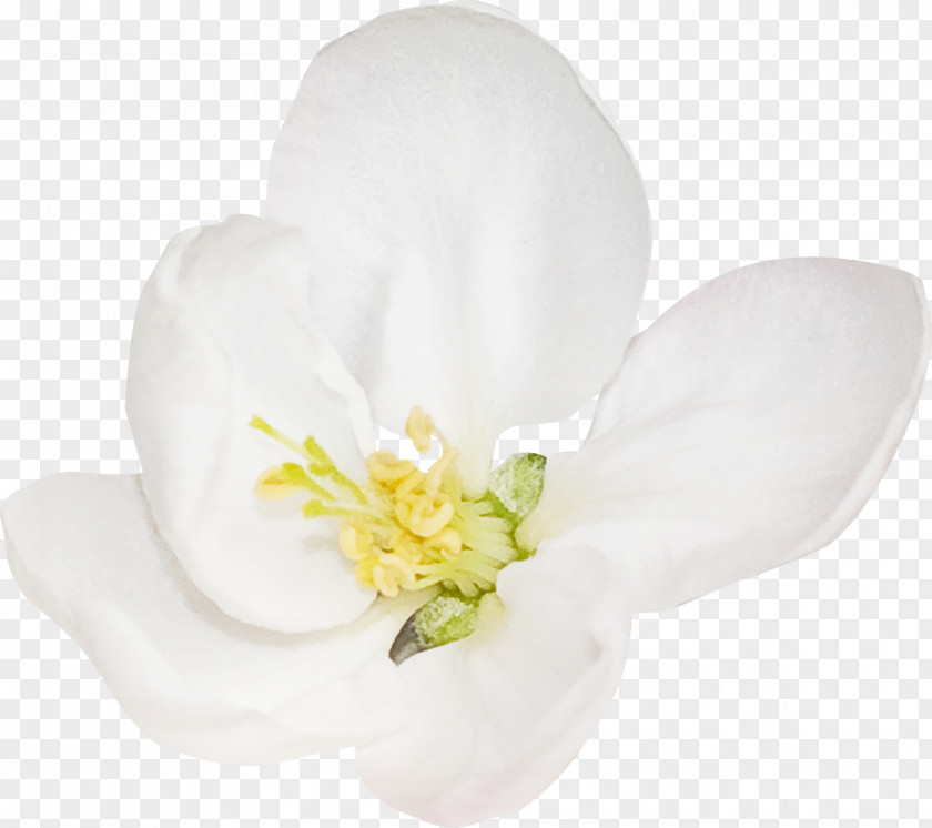 White Flower Flowering Plant PNG