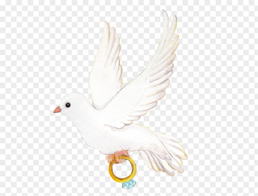 Bird Pigeons And Doves Homing Pigeon Wedding Ring PNG