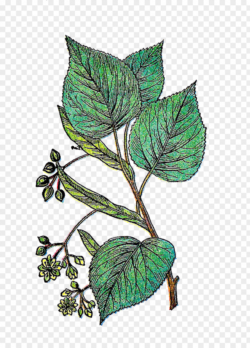 Botanical Flowers Leaf Plant Stem Ink Organism PNG