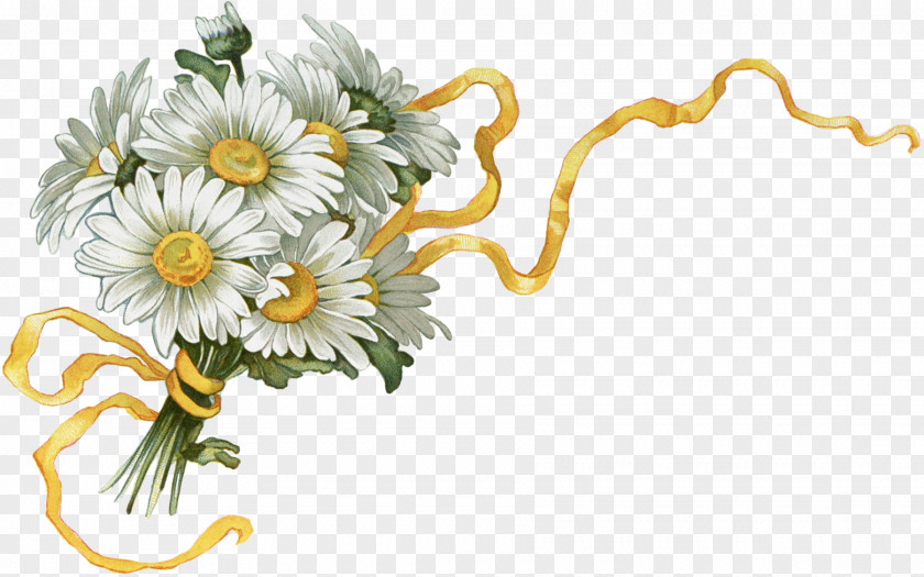 Chrysanthemum Oxeye Daisy Floral Design Cut Flowers PNG