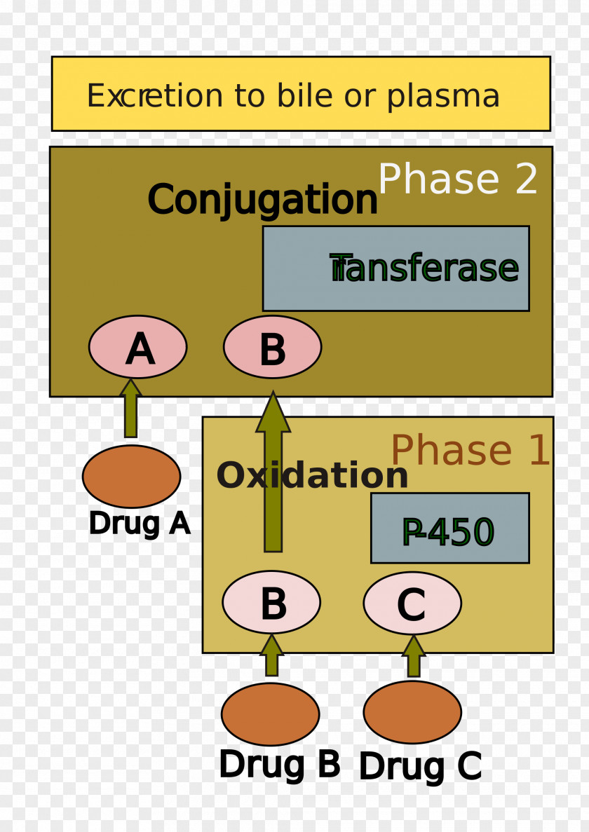 Drug Metabolism Liver Hepatotoxicity Glucuronic Acid PNG