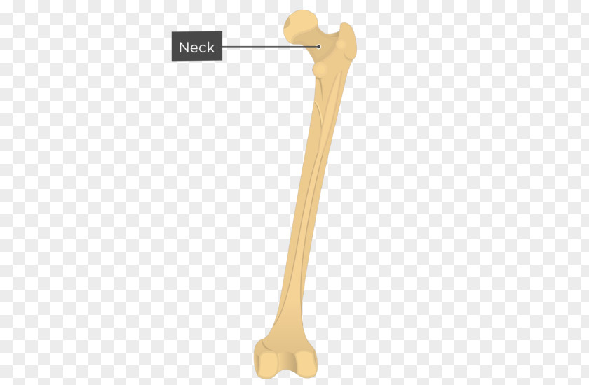Femur Gluteal Tuberosity Muscles Fovea Centralis Femoral Head PNG