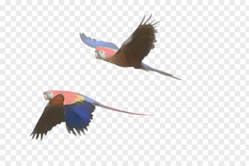 Kite Tail Bird Parrot PNG