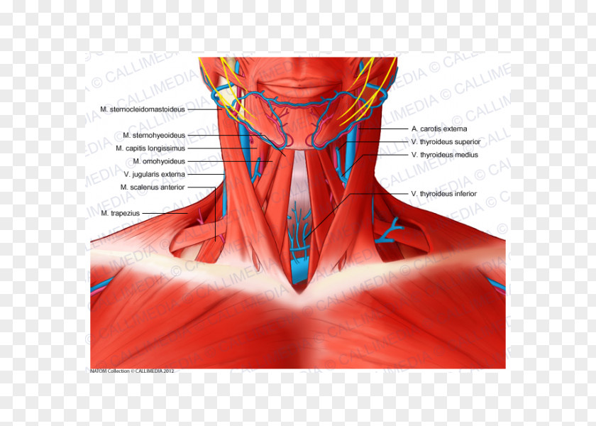 Muscular System Anatomical Chart Scalene Muscles Neck Anatomy PNG