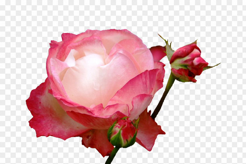 Rose Bloom Garden Roses Cabbage Floribunda Floristry Cut Flowers PNG