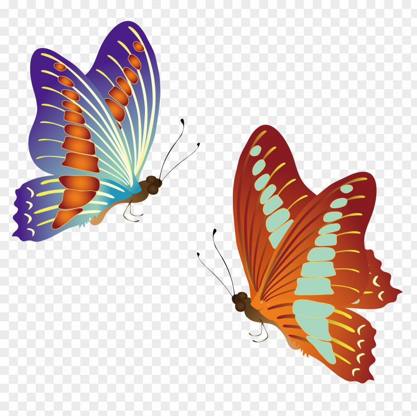 Singles Looking For Butterfly T-shirt Insect Bee PNG