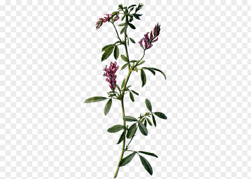 Alfalfa Sativum Medicinal Plants Flower PNG