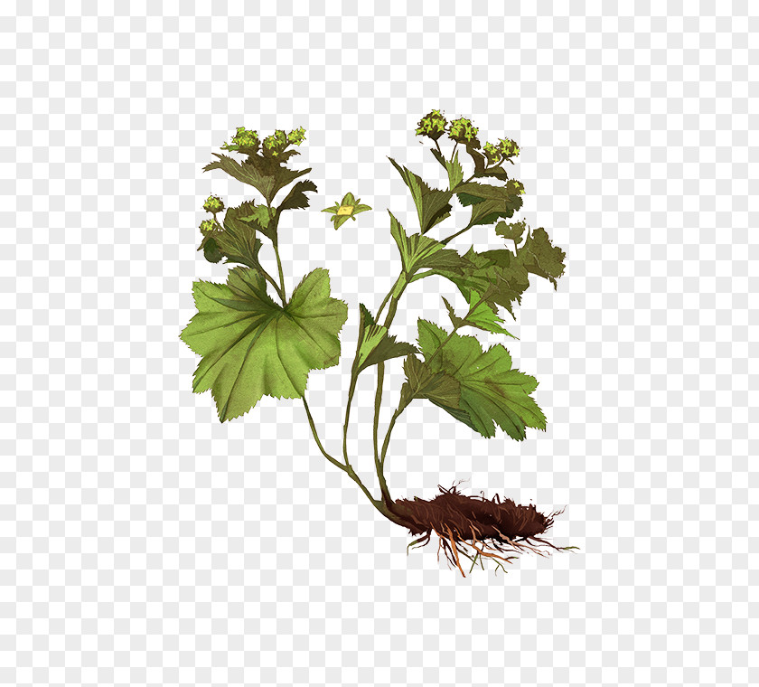 Leaf Alchemilla Vulgaris Plant Stem Alchemy Herb PNG