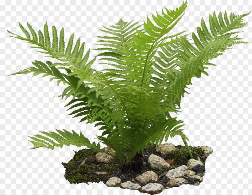 Plant Ostrich Fern Burknar Landscape PNG