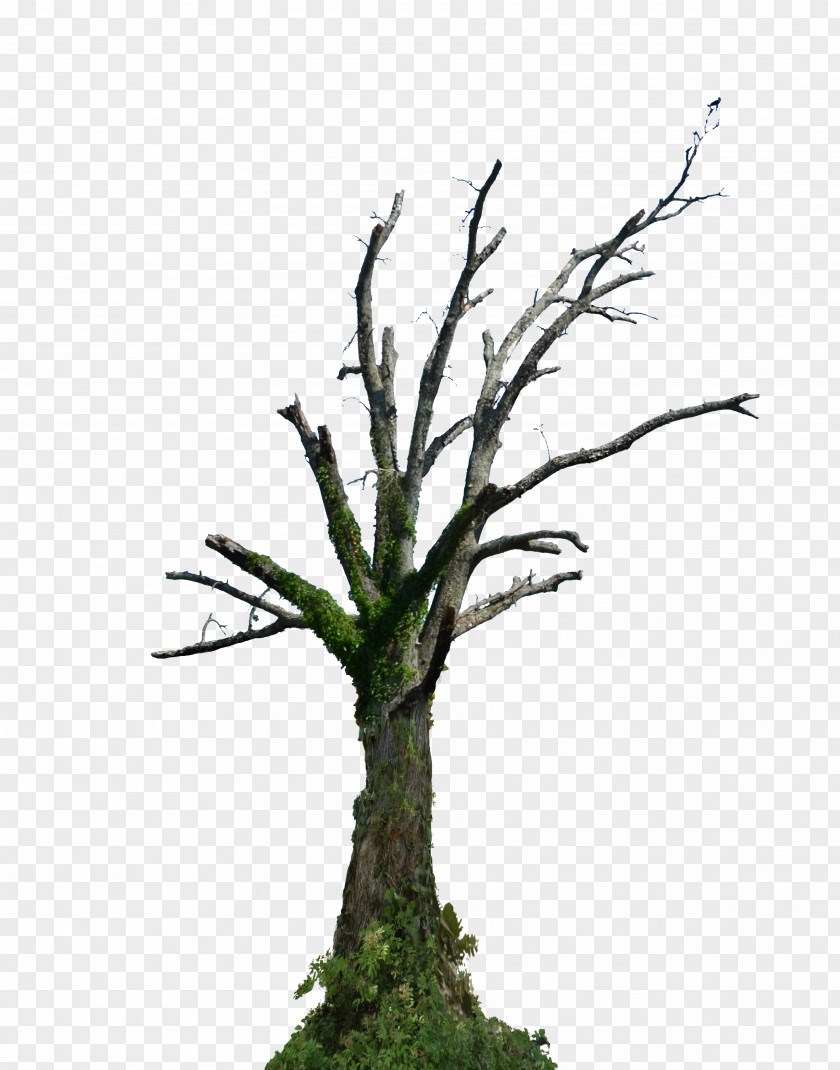 Deciduous Tree Branch Root Snag PNG