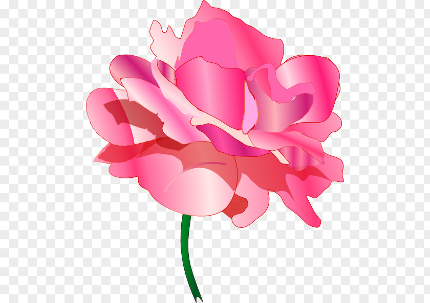 Flower Garden Roses Cabbage Rose Cut Flowers Clip Art PNG