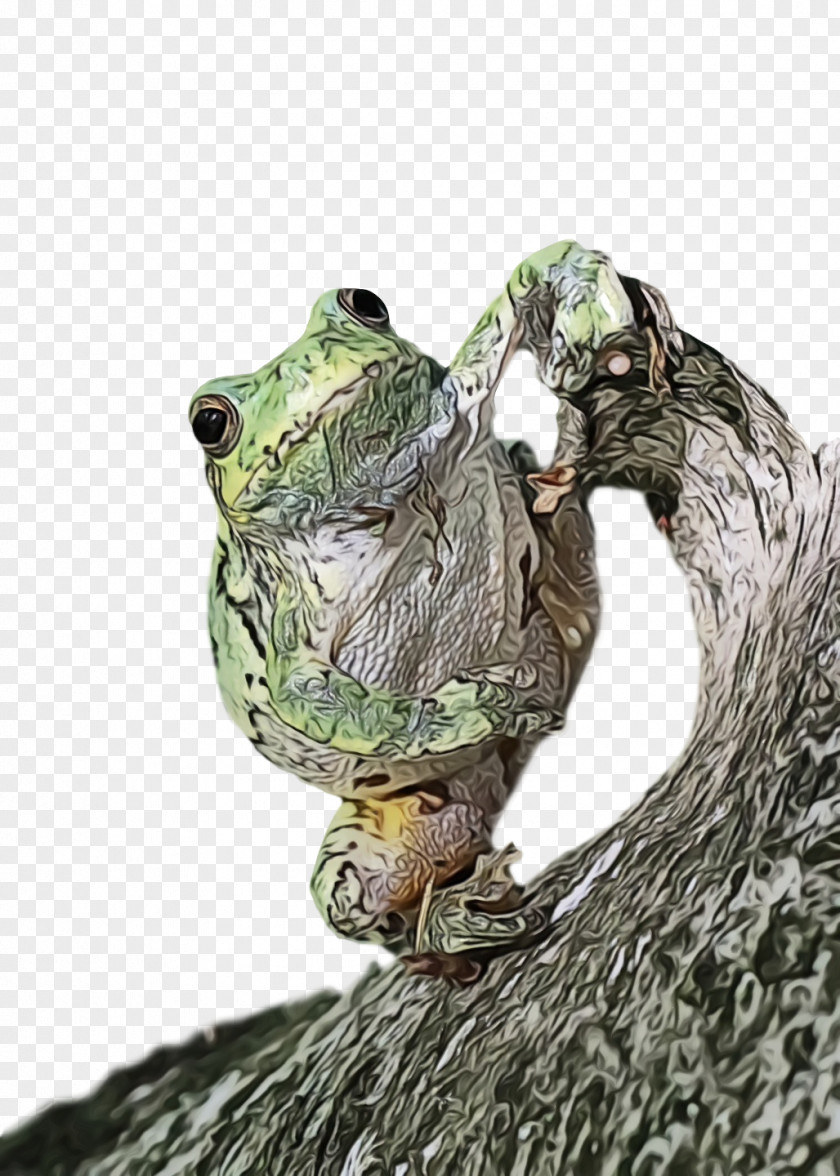 Reptiles True Frog Bullfrog International Toad M-tree PNG