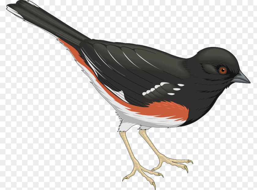 Vector Birds Bird Columbidae Swallow PNG