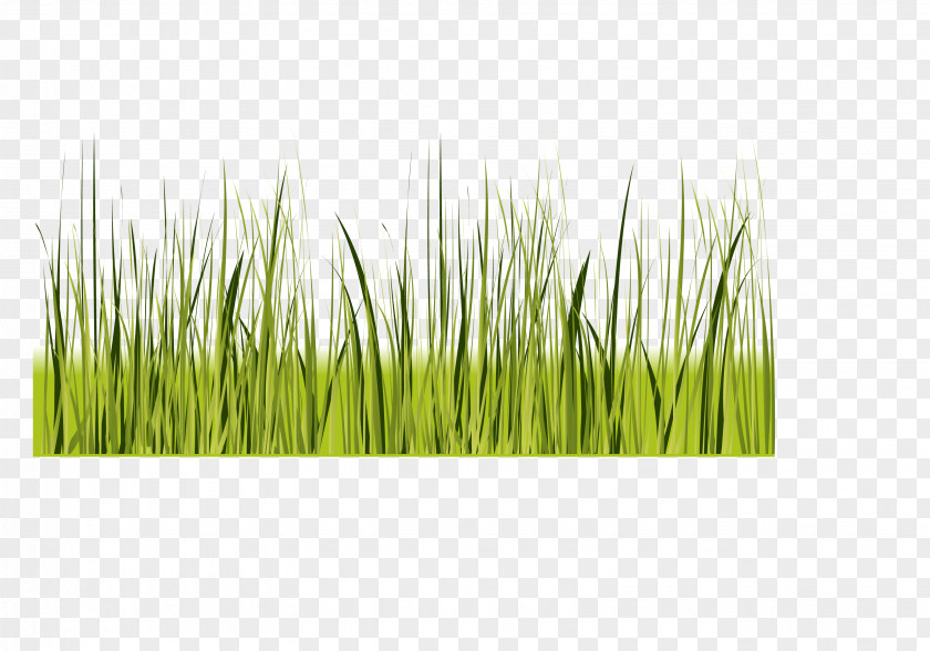 Vector Green Grass Decoration Border Shading PNG