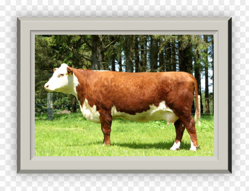 Herd Of Cows Dairy Cattle Calf Pasture Grazing PNG