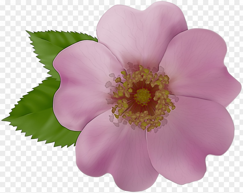 Rose Family California Wild Flower Petal Rosa Rubiginosa Pink Plant PNG