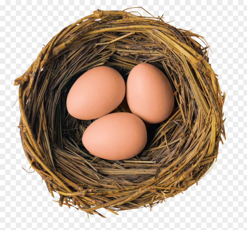 Bird European Robin Nest Marans American PNG