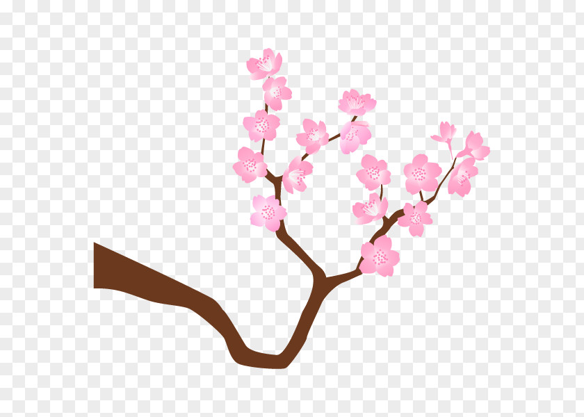 Cherry Blossom ST.AU.150 MIN.V.UNC.NR AD Clip Art Floral Design PNG