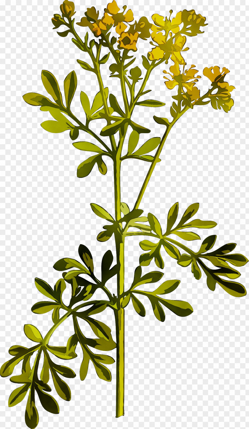Common Rue Medicinal Plants Herbaceous Plant Cut Flowers PNG